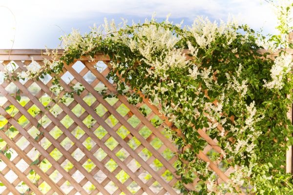 Cost of Lattice Repair in Pataskala