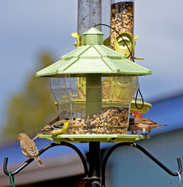 Cost of Bird Feeder Installation in Pataskala
